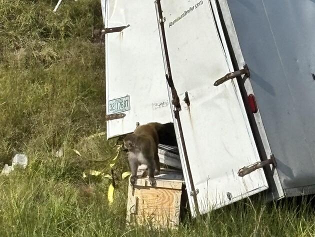 В США после ДТП на свободе оказались агрессивные инфицированные обезьяны